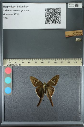 Media type: image;   Entomology 187144